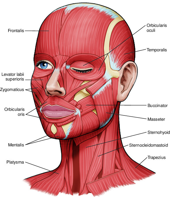 head Taber's Medical Dictionary