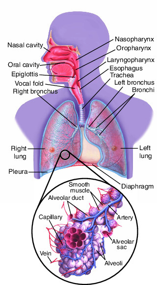 lung | Taber's Medical Dictionary
