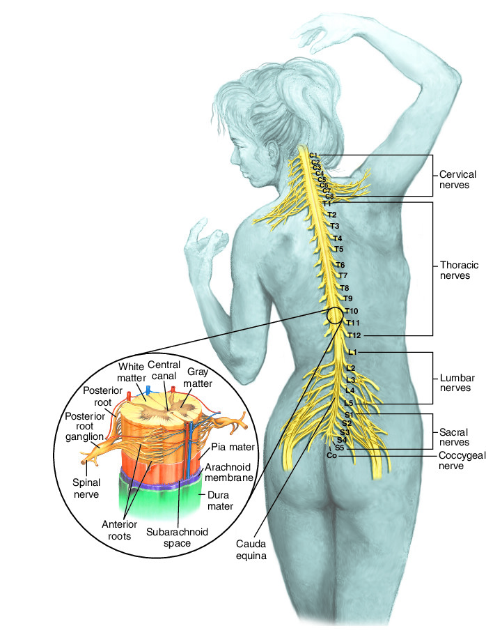 nerve | Taber's Medical Dictionary