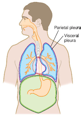 pleura | Taber's Medical Dictionary