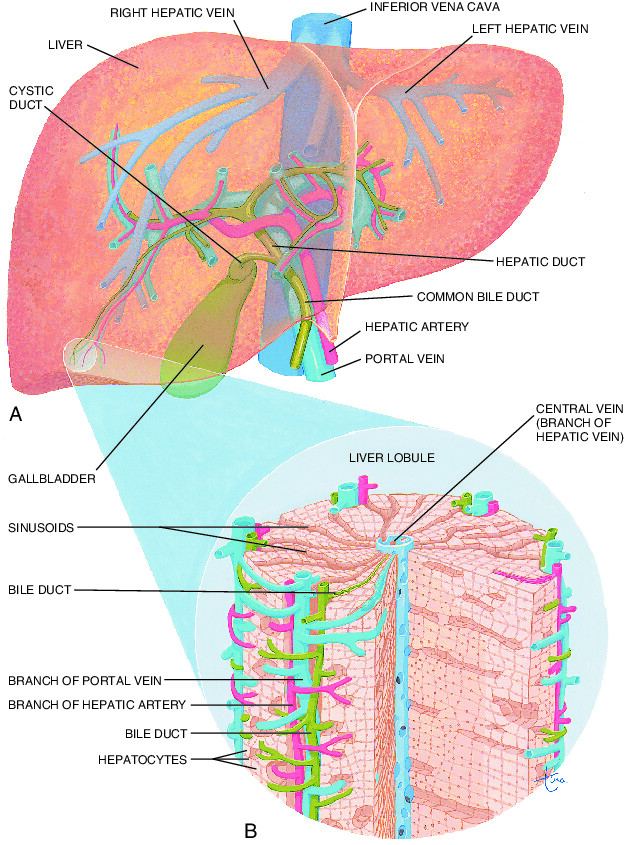 liver Taber's Medical Dictionary