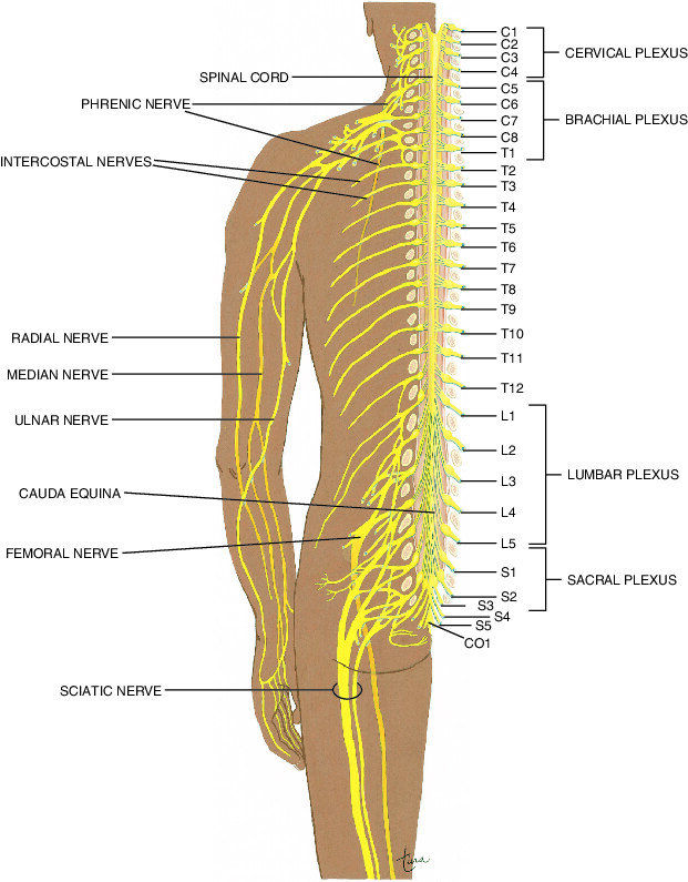 nerve Taber's Medical Dictionary